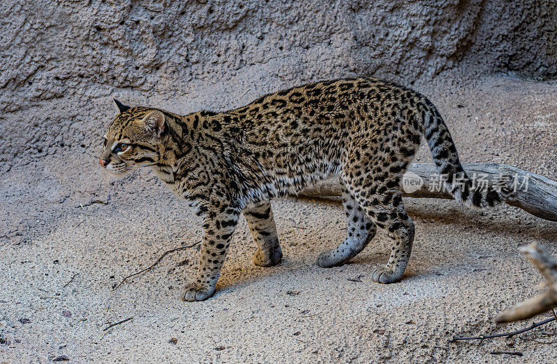 豹猫(Leopardus pardalis)是一种中型斑点野猫。索诺兰沙漠，亚利桑那州。